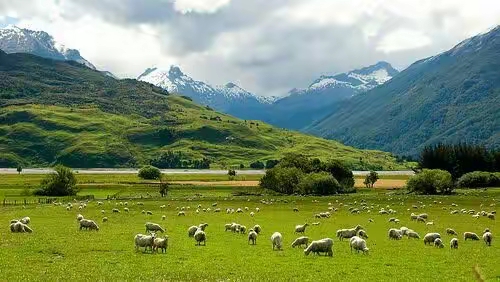 天然牧场 顶级原料